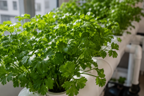 Salsa em aeroponia: guia de cultivo, colheita e rebrota em apartamento