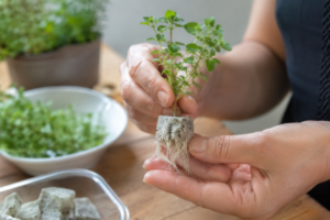 Como fazer mudas de ervas para aeroponia sem usar terra no transplante