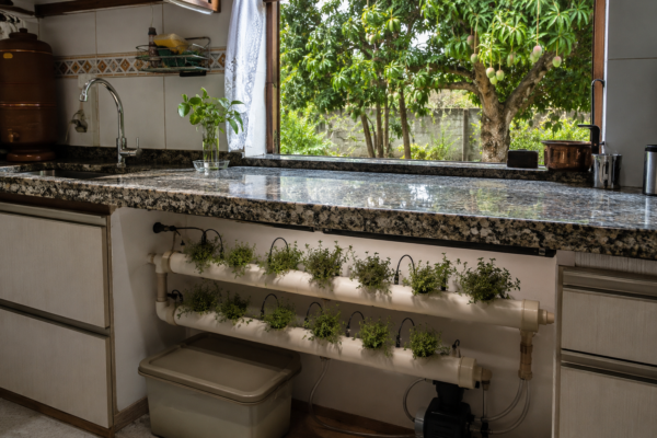 Tomilho em aeroponia: cuidados com luz, umidade e solução nutritiva
